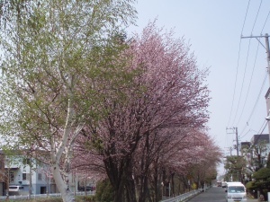 桜