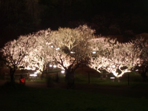 夜梅