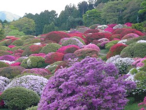 山のホテル つつじ